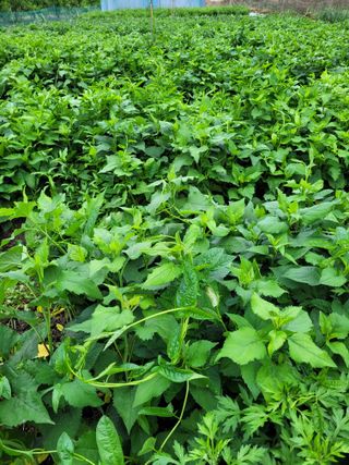 김금자님의 금쪽같은 내 작물 자랑하기 · 참여 작성글 사진