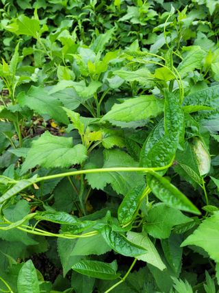 김금자님의 금쪽같은 내 작물 자랑하기 · 참여 작성글 사진