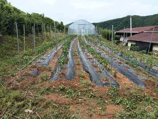 정희군님의 금쪽같은 내 작물 자랑하기 · 참여 작성글 사진