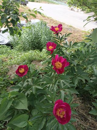 정희군님의 금쪽같은 내 작물 자랑하기 · 참여 작성글 사진