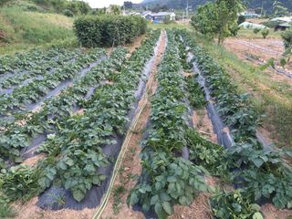 정희군님의 금쪽같은 내 작물 자랑하기 · 참여 작성글 사진