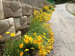 정희군님의 금쪽같은 내 작물 자랑하기 · 참여 작성글 사진