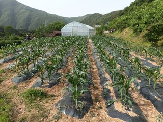 정희군님의 금쪽같은 내 작물 자랑하기 · 참여 작성글 사진