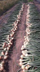 팜모닝 자유주제·자유게시판 게시글 이미지