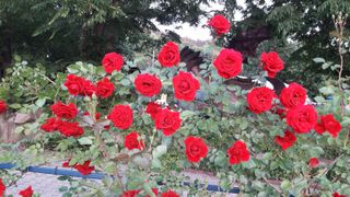 안복순님의 자유주제 · 자유게시판 작성글 사진