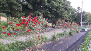 안복순님의 자유주제 · 자유게시판 작성글 사진