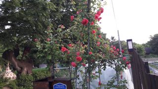 안복순님의 자유주제 · 자유게시판 작성글 사진