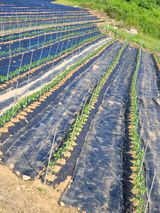 팜모닝 자유주제·자유게시판 게시글 이미지