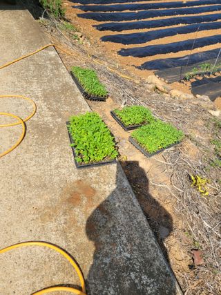 장미부인님의 자유주제 · 자유게시판 작성글 사진