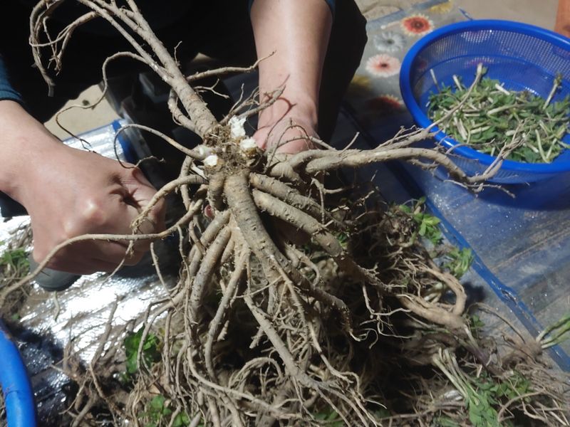 산청 수산님의 장터 판매 상품 [산청 슈퍼약 도라지 씨앗] 첨부 사진