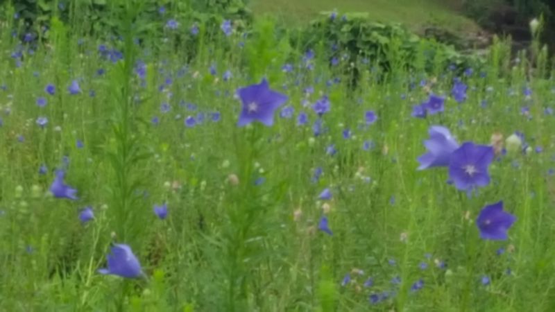 산청 수산님의 장터 판매 상품 [산청 슈퍼도라지 씨앗] 첨부 사진