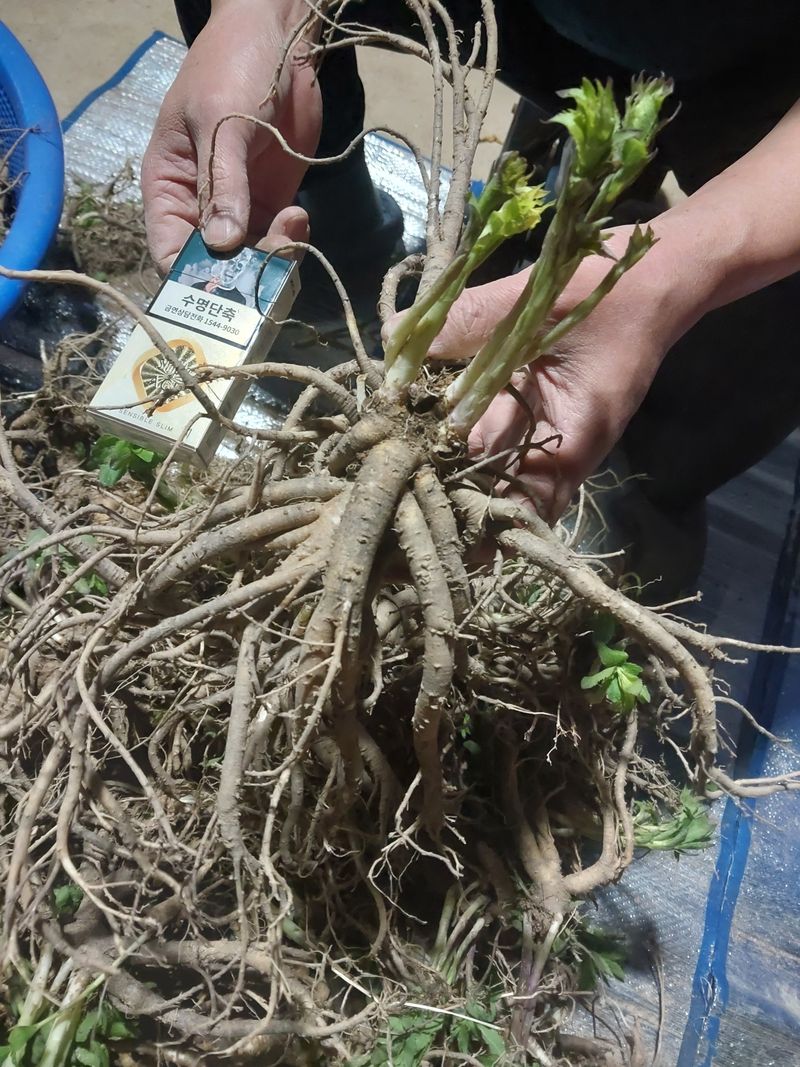 산청 수산님의 장터 판매 상품 [산청 슈퍼도라지 씨앗] 첨부 사진