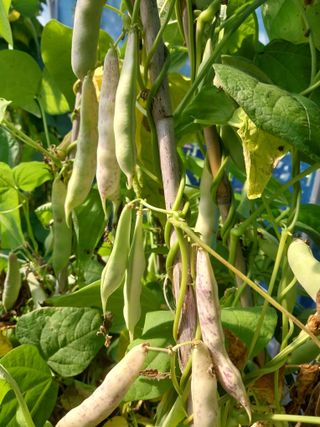 5월출석왕이레요님의 금쪽같은 내 작물 자랑하기 · 참여 작성글 사진