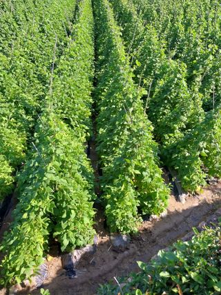 5월출석왕이레요님의 금쪽같은 내 작물 자랑하기 · 참여 작성글 사진