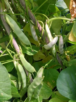 5월출석왕이레요님의 금쪽같은 내 작물 자랑하기 · 참여 작성글 사진