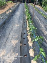 팜모닝 고추·병해충상담 게시글 이미지