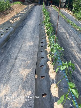 복권님의 고추 · 병해충상담 작성글 사진