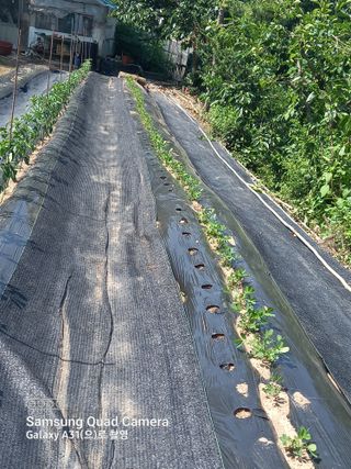 복권님의 고추 · 병해충상담 작성글 사진