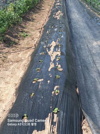 복권님의 고추 · 병해충상담 작성글 사진