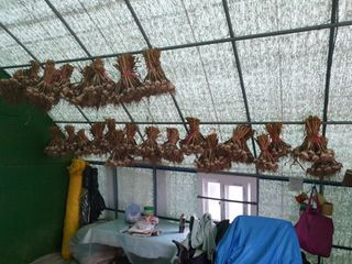 도시부부농부님의 금쪽같은 내 작물 자랑하기 · 참여 작성글 사진