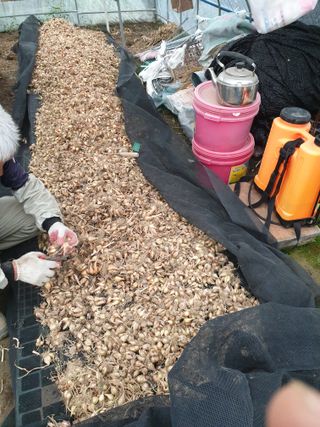 도시부부농부님의 금쪽같은 내 작물 자랑하기 · 참여 작성글 사진