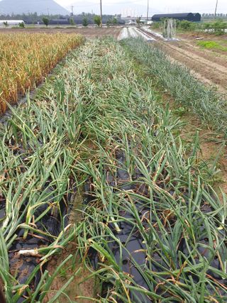 도시부부농부님의 금쪽같은 내 작물 자랑하기 · 참여 작성글 사진