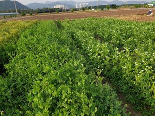 도시부부농부님의 금쪽같은 내 작물 자랑하기 · 참여 작성글 사진