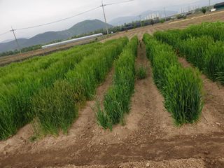 도시부부농부님의 금쪽같은 내 작물 자랑하기 · 참여 작성글 사진