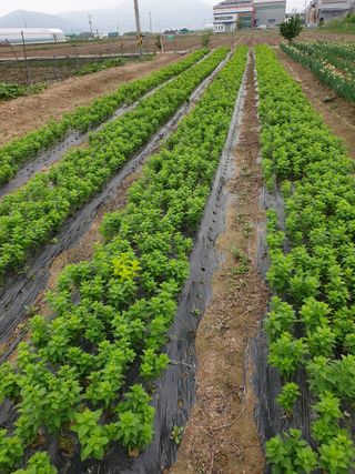 도시부부농부님의 금쪽같은 내 작물 자랑하기 · 참여 작성글 사진