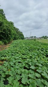 팜모닝 호박·자유게시판 게시글 이미지