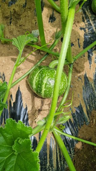 콩7472님의 호박 · 자유게시판 작성글 사진