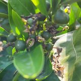 팜모닝 금쪽같은 내 작물 자랑하기·참여 게시글 이미지