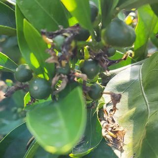 문도연님의 금쪽같은 내 작물 자랑하기 · 참여 작성글 사진