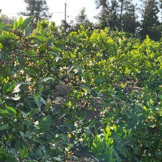 문도연님의 금쪽같은 내 작물 자랑하기 · 참여 작성글 사진