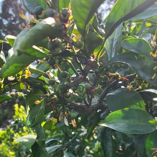 문도연님의 금쪽같은 내 작물 자랑하기 · 참여 작성글 사진