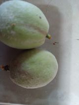 팜모닝 복숭아·병해충상담 게시글 이미지