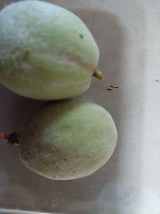 이용석님의 복숭아 · 병해충상담 작성글 사진