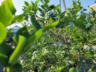 0924님의 금쪽같은 내 작물 자랑하기 · 참여 작성글 사진