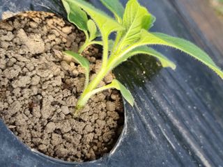 영애님의 참깨 · 병해충상담 작성글 사진