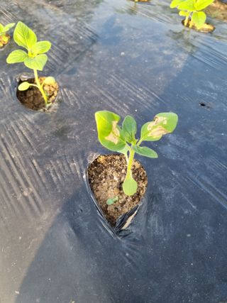 영애님의 참깨 · 병해충상담 작성글 사진