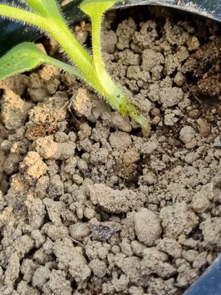 영애님의 참깨 · 병해충상담 작성글 사진