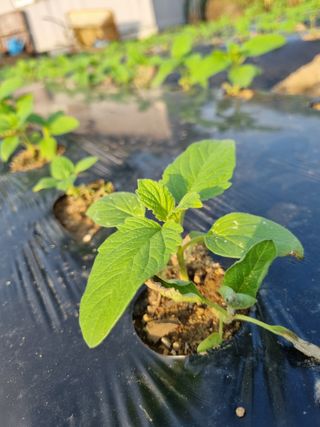 영애님의 참깨 · 병해충상담 작성글 사진