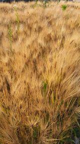 팜모닝 기타작물·병해충상담 게시글 이미지