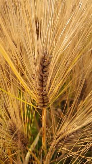 황의성님의 기타작물 · 병해충상담 작성글 사진