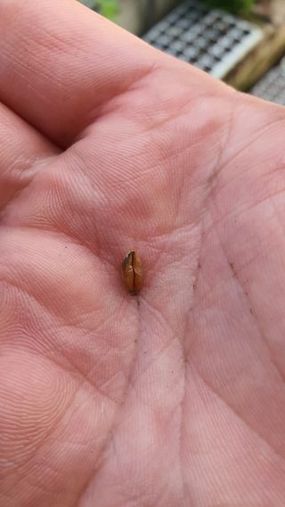 황의성님의 기타작물 · 병해충상담 작성글 사진