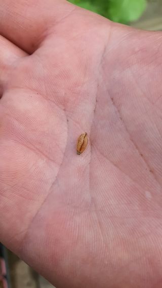 황의성님의 기타작물 · 병해충상담 작성글 사진