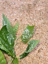 팜모닝 기타작물·병해충상담 게시글 이미지