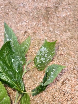 오로라님의 기타작물 · 병해충상담 작성글 사진