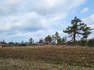 한림농린이님의 호박 · 병해충상담 작성글 사진