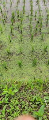 팜모닝 벼·자유게시판 게시글 이미지